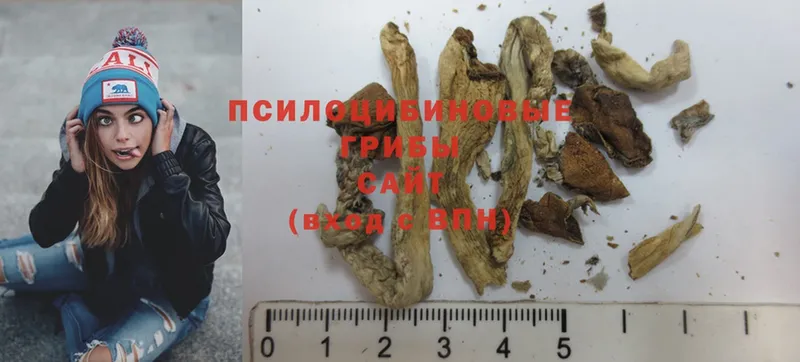 купить закладку  Минусинск  Псилоцибиновые грибы Magic Shrooms 